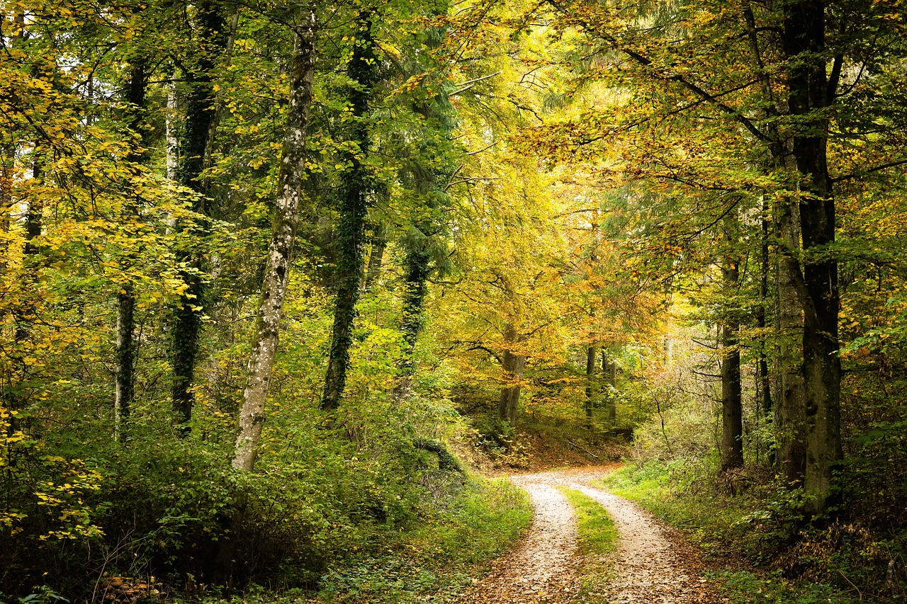 forest autumn forest nature path 7524428