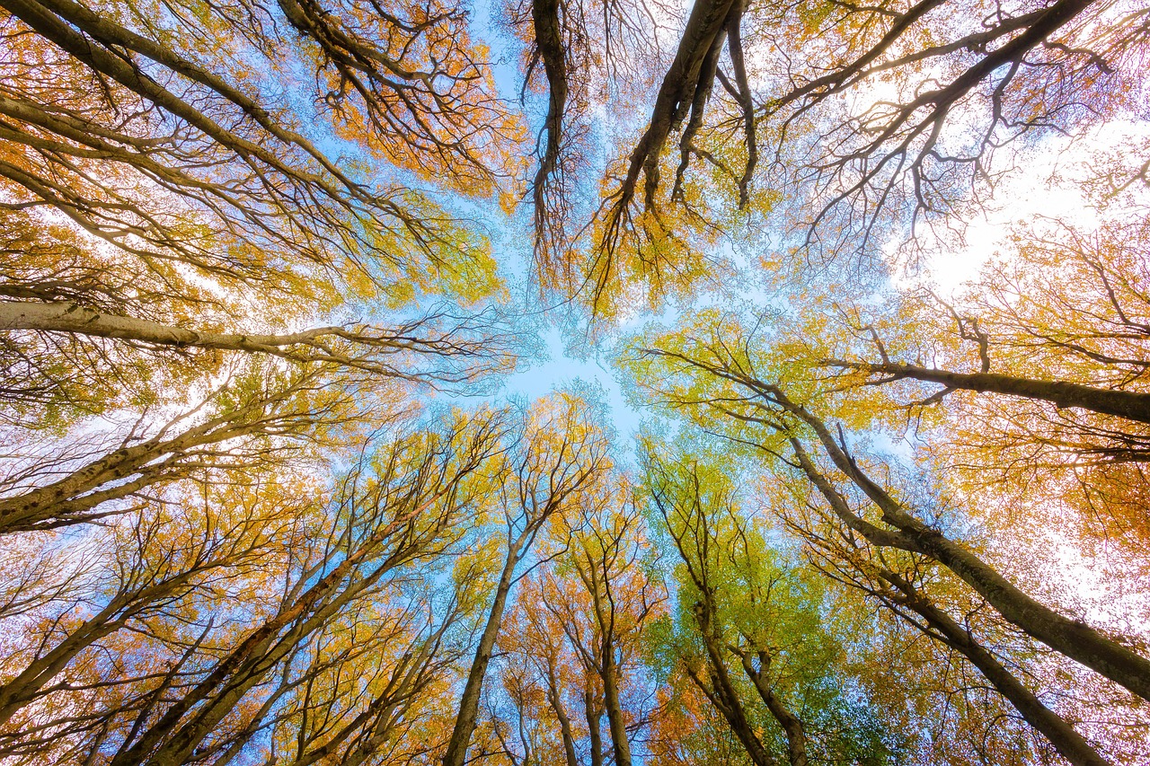 trees tree canopy forest branches 5605176